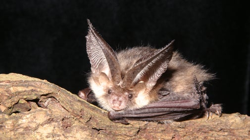 A brown long-eared bat resting on a tree trunk against a black background.